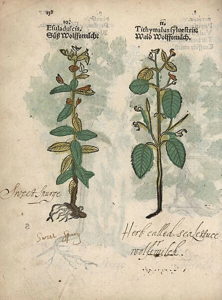 Chameleon spurge, Euphorbia dulcis, and tree