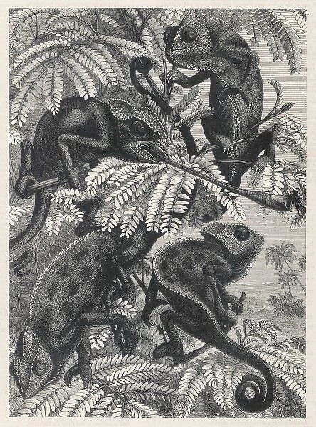 Chameleons in Foliage