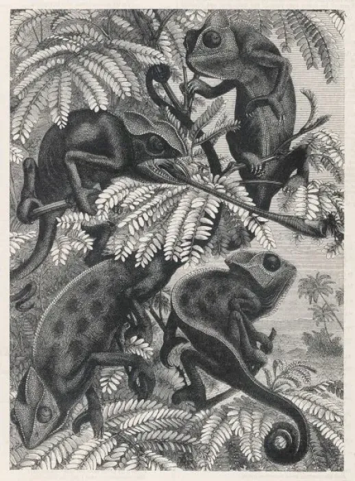 Framed Print : Chameleons in Foliage Framed Print : Chameleons in Foliage