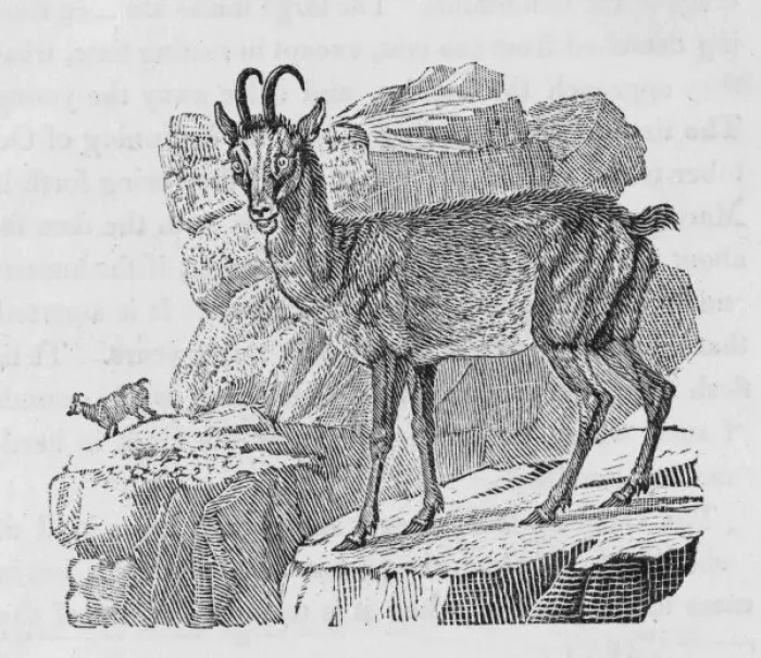Framed Print : Chamois (Bewick) Framed Print : Chamois (Bewick)