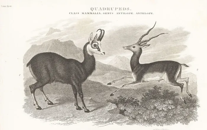 Framed Print : Chamois and blackbuck Framed Print : Chamois and blackbuck