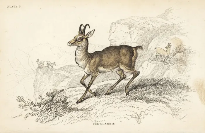 Framed Print : Chamois, Rupicapra rupicapra Framed Print : Chamois, Rupicapra rupicapra
