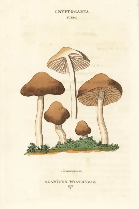 Framed Print : Champignon mushroom, Agaricus pratensis Framed Print : Champignon mushroom, Agaricus pratensis
