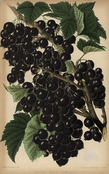 Champion blackcurrant, Ribes nigrum
