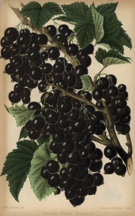 Framed Print : Champion blackcurrant, Ribes nigrum Framed Print : Champion blackcurrant, Ribes nigrum