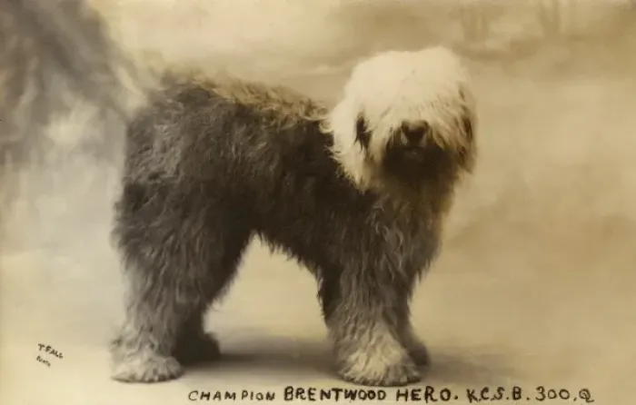 Framed Print : Champion Brentwood Hero - Old English Sheepdog Framed Print : Champion Brentwood Hero - Old English Sheepdog