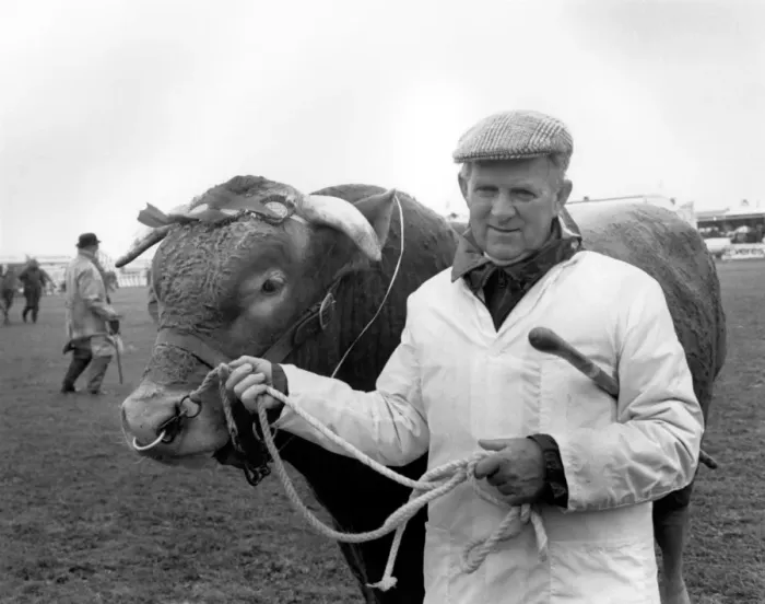 Framed Print : Champion bull at the Royal Cornwall Show Framed Print : Champion bull at the Royal Cornwall Show