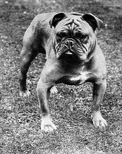 The Champion Bulldog, Baron Sedgemere, 1897