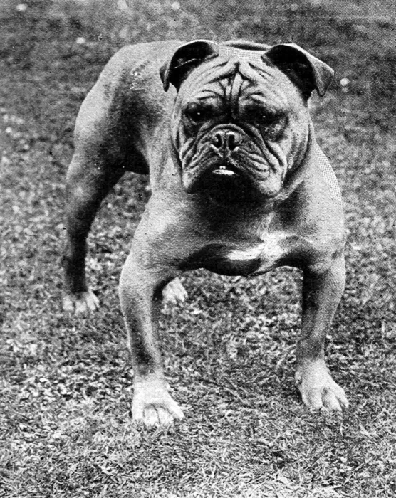 Framed Print : The Champion Bulldog, Baron Sedgemere, 1897 Framed Print : The Champion Bulldog, Baron Sedgemere, 1897