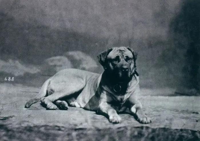 Framed Print : CHAMPION-COLONEL Dog owned by Richard Alston Date: 1879 Framed Print : CHAMPION-COLONEL Dog owned by Richard Alston Date: 1879