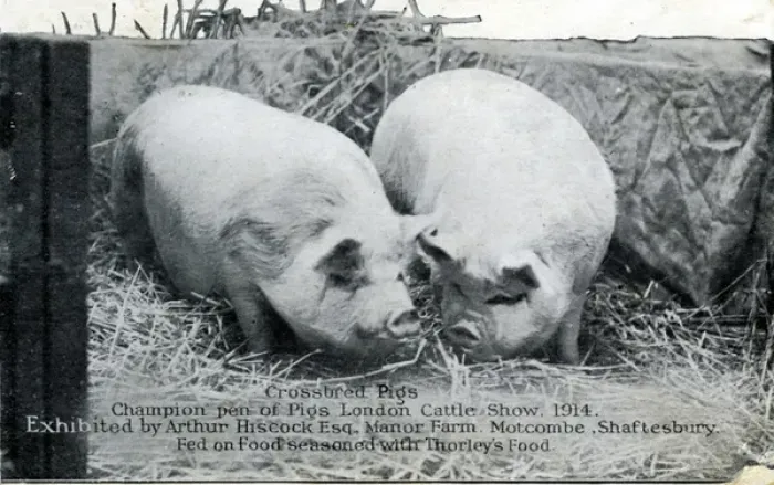 Framed Print : Champion Crossbred Pigs at London Cattle Show, Dorset Framed Print : Champion Crossbred Pigs at London Cattle Show, Dorset