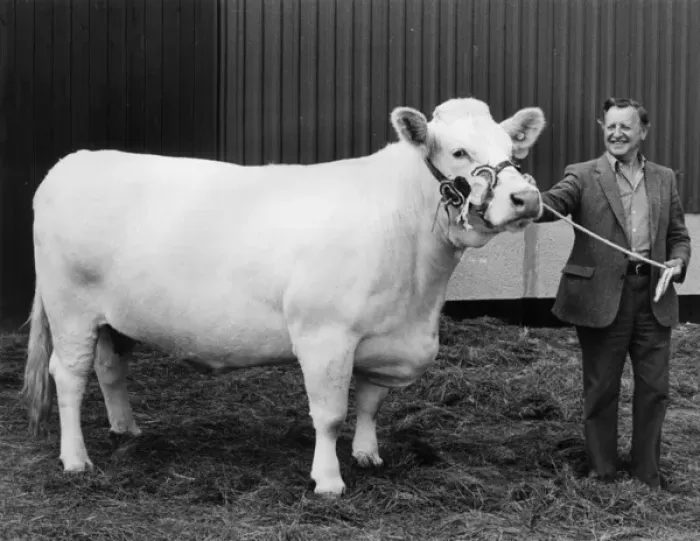 Framed Print : Champion heifer at the Royal Cornwall Show Framed Print : Champion heifer at the Royal Cornwall Show