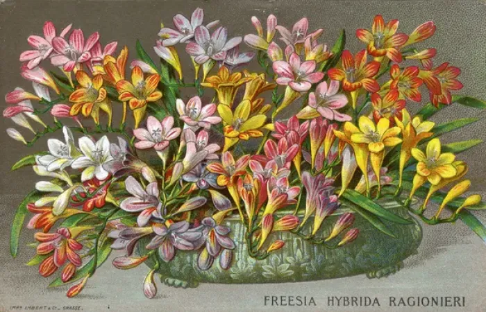 Framed Print : A Champion Hybrid Freesia (Ragionieri) from the Antibes Framed Print : A Champion Hybrid Freesia (Ragionieri) from the Antibes