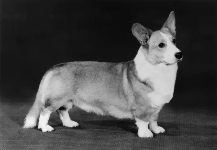 Framed Print : Champion Kentwood Elwyn - Corgi Framed Print : Champion Kentwood Elwyn - Corgi
