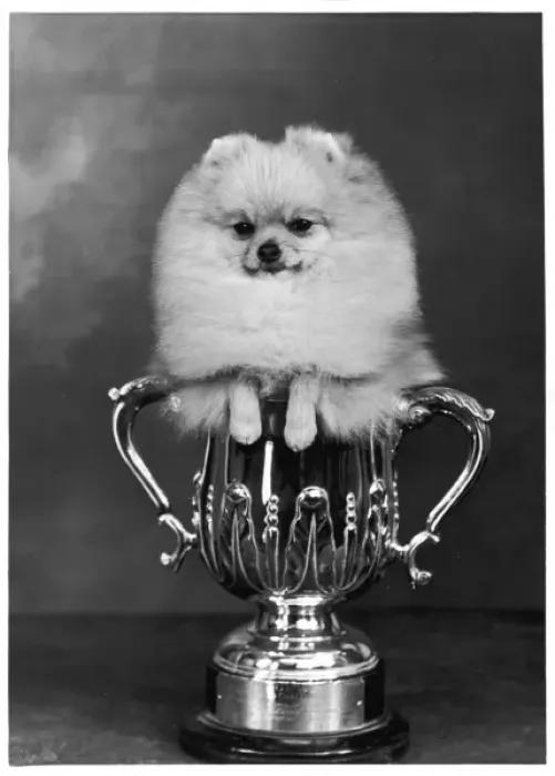 Framed Print : Champion Pomeranian Framed Print : Champion Pomeranian