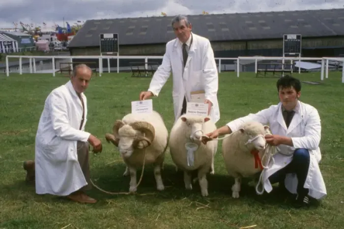 Framed Print : Champion sheep at Royal Cornwall Show Framed Print : Champion sheep at Royal Cornwall Show