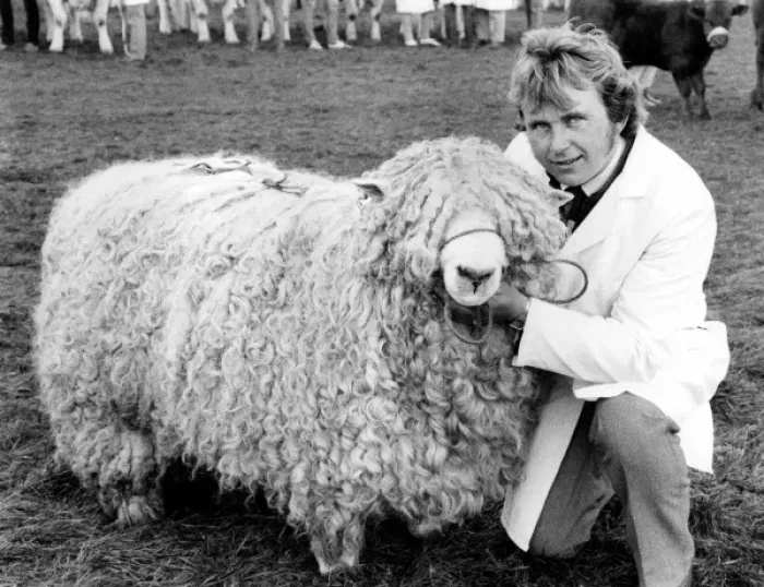 Framed Print : Champion sheep at the Royal Cornwall Show Framed Print : Champion sheep at the Royal Cornwall Show