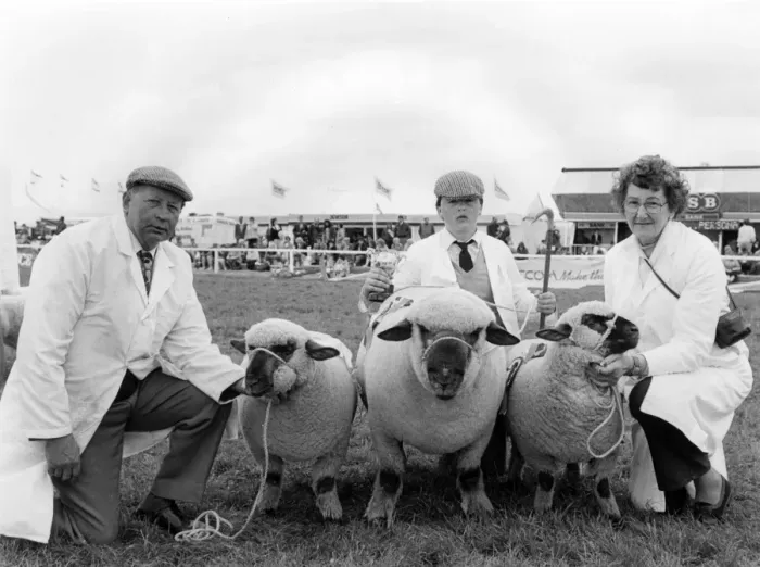 Framed Print : Championship sheep at the Royal Cornwall Show Framed Print : Championship sheep at the Royal Cornwall Show