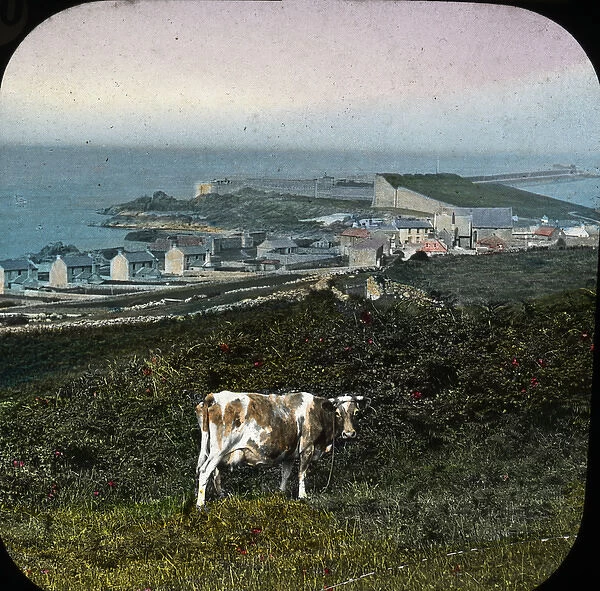 The Channel Islands - Alderney cow