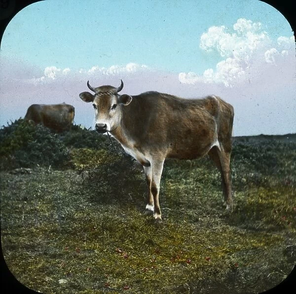 The Channel Islands - Jersey Cow