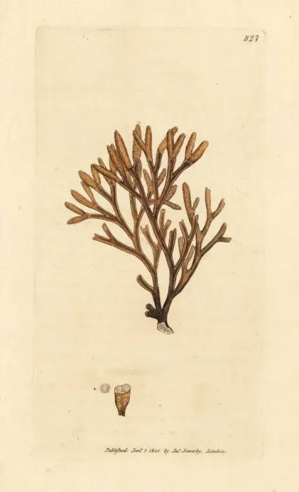 Framed Print : Channelled fucus, Pelvetia canaliculata Framed Print : Channelled fucus, Pelvetia canaliculata
