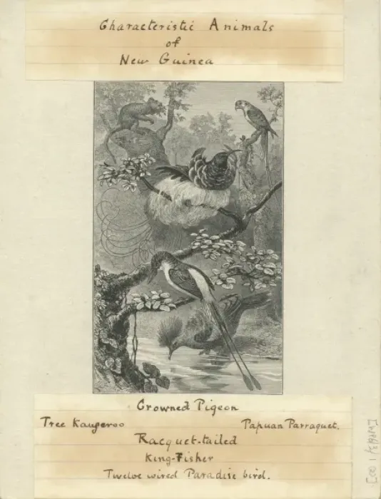 Framed Print : Characteristic Animals of New Guinea Framed Print : Characteristic Animals of New Guinea