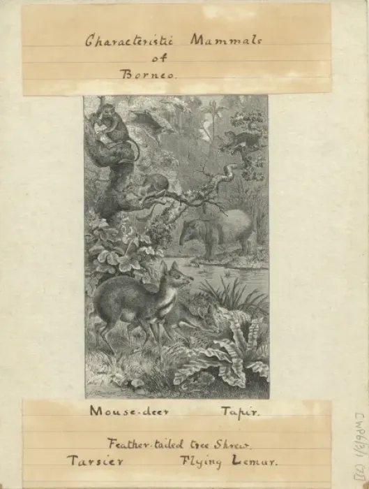 Framed Print : Characteristic Mammals of Borneo Framed Print : Characteristic Mammals of Borneo