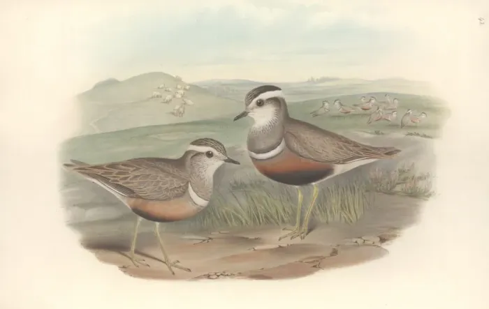 Framed Print : Charadrias morinellus, Eurasian dotterel Framed Print : Charadrias morinellus, Eurasian dotterel