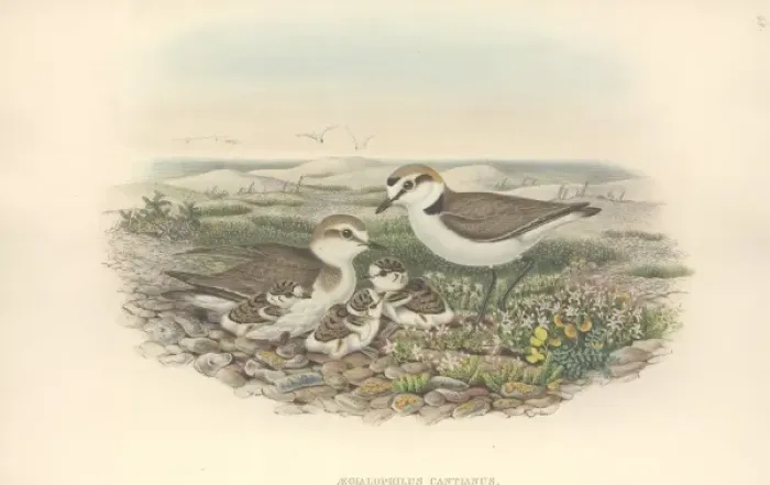 Framed Print : Charadrius alexandrinus, Kentish plover Framed Print : Charadrius alexandrinus, Kentish plover