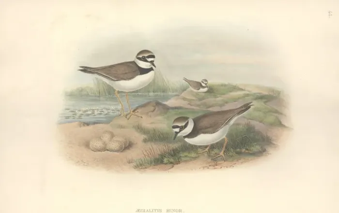 Framed Print : Charadrius dubius, little ringed plover Framed Print : Charadrius dubius, little ringed plover