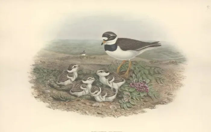 Framed Print : Charadrius hiaticula, common ringed plover Framed Print : Charadrius hiaticula, common ringed plover