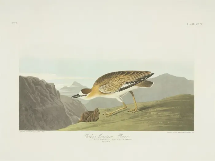 Framed Print : Charadrius montanus, mountain plover Framed Print : Charadrius montanus, mountain plover