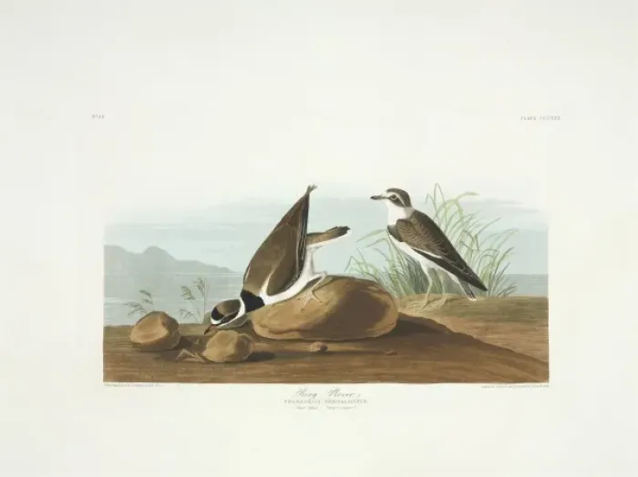 Framed Print : Charadrius semipalmatus, semipalmated plover Framed Print : Charadrius semipalmatus, semipalmated plover
