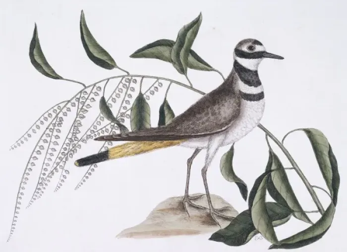 Framed Print : Charadrius vociferus, kildeer Framed Print : Charadrius vociferus, kildeer