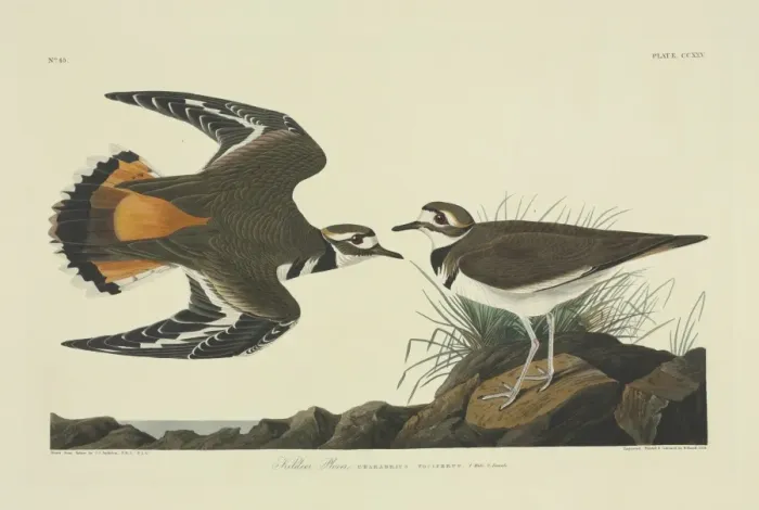 Framed Print : Charadrius vociferus, killdeer Framed Print : Charadrius vociferus, killdeer