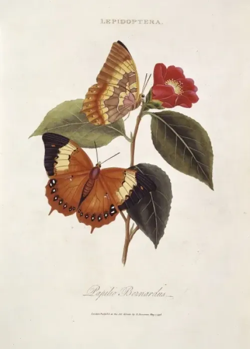 Framed Print : Charaxes bernardus, tawny rajah Framed Print : Charaxes bernardus, tawny rajah
