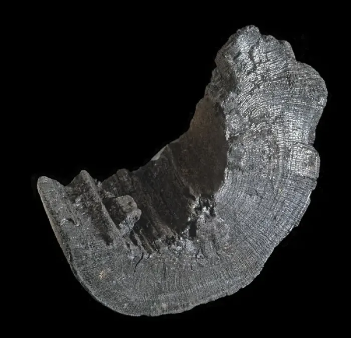 Framed Print : Charcoal. Specimen of commercial charcoal produced from wood Framed Print : Charcoal. Specimen of commercial charcoal produced from wood