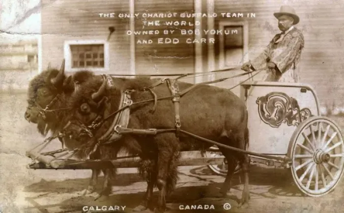 Framed Print : Chariot buffalo team Framed Print : Chariot buffalo team