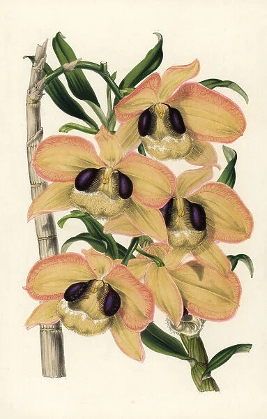 Charming dendrobium orchid, Dendrobium pulchellum