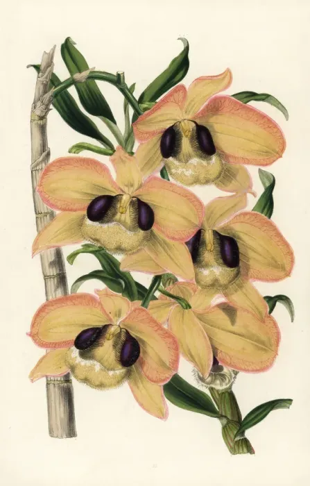 Framed Print : Charming dendrobium orchid, Dendrobium pulchellum Framed Print : Charming dendrobium orchid, Dendrobium pulchellum