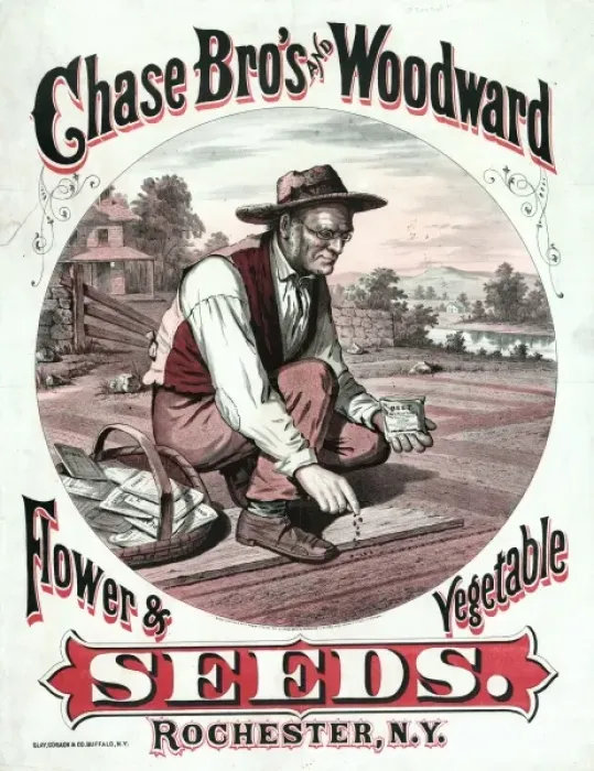 Framed Print : Chase Bros and Woodward. Flower & vegetable seeds Framed Print : Chase Bros and Woodward. Flower & vegetable seeds