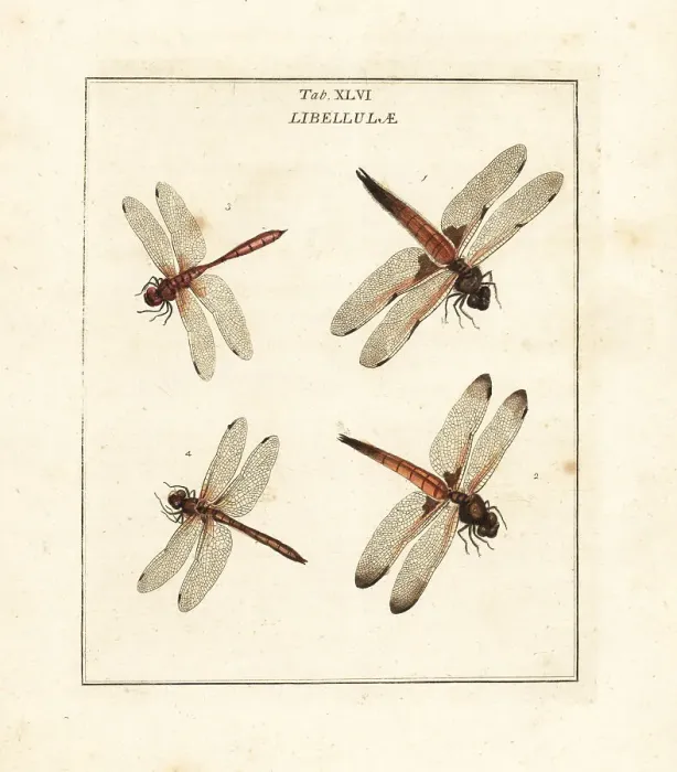 Framed Print : Chaser and darter dragonflies Framed Print : Chaser and darter dragonflies