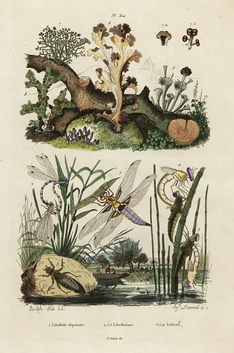 Framed Print : Chaser, skimmer and lichens Framed Print : Chaser, skimmer and lichens
