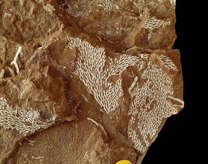 Framed Print : Chasmatopora furcata eichwald, bryozoan Framed Print : Chasmatopora furcata eichwald, bryozoan