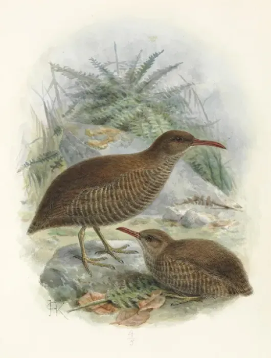 Framed Print : Chatham Island Rail or Matirakahu Framed Print : Chatham Island Rail or Matirakahu