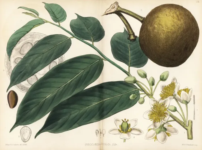 Framed Print : Chaulmoogri or petarcurrah, Gynocardia odorata Framed Print : Chaulmoogri or petarcurrah, Gynocardia odorata