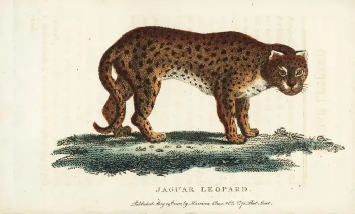 Framed Print : Cheetah, Acinonyx jubatus Framed Print : Cheetah, Acinonyx jubatus