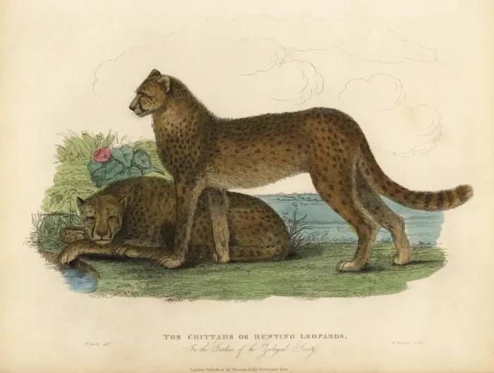 Framed Print : Cheetah, Acinonyx jubatus Framed Print : Cheetah, Acinonyx jubatus
