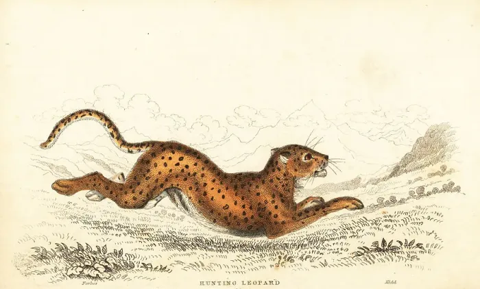Framed Print : Cheetah, Acinonyx jubatus Framed Print : Cheetah, Acinonyx jubatus