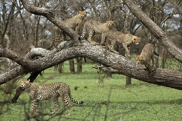 Cheetah family in trees - Mother Cheetah starts